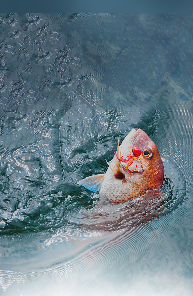 あの瞬間を、何度でも。タックルのレンタル無料！手ぶらで船釣りが楽しめる。